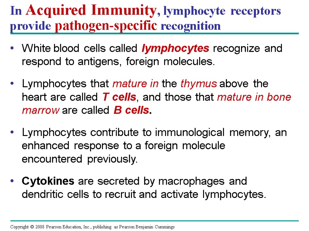 In Acquired Immunity, lymphocyte receptors provide pathogen-specific recognition White blood cells called lymphocytes recognize